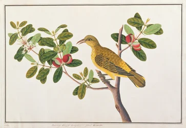 Black-naped Oriole, from Drawings of Birds from Malacca, c.1805-18